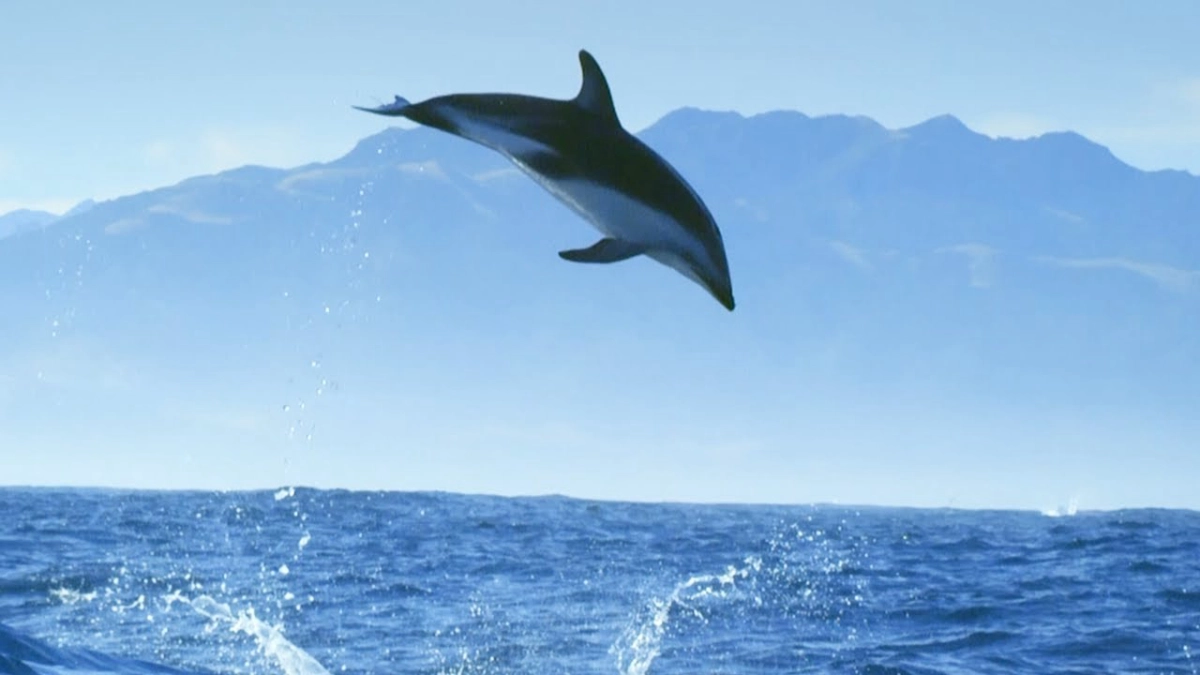 Diving with Dolphins (Diving with Dolphins)